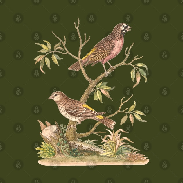 Pair of Birds Vintage Nature Illustration by Biophilia