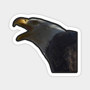 Bald Eagle Magnet