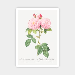 Italian Damask Rose, also known as the Four Seasons of Italy (Rosa damascena Italica) from Les Roses (1817–1824) by Pierre-Joseph Redouté. Magnet