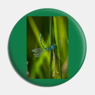 Common Blue Damselfly Pin