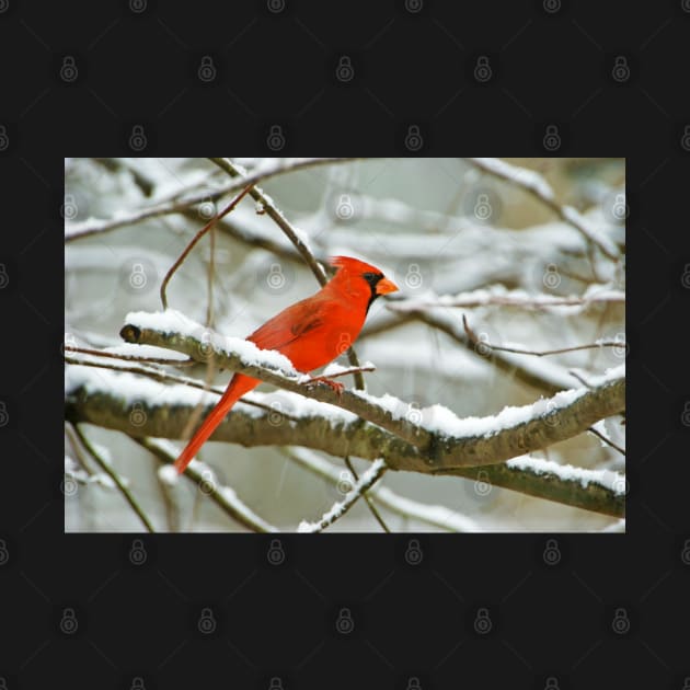 Northern Cardinal Bird on Tree Branch by lauradyoung