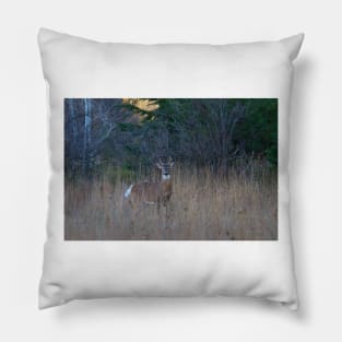 White-tailed Buck Pillow