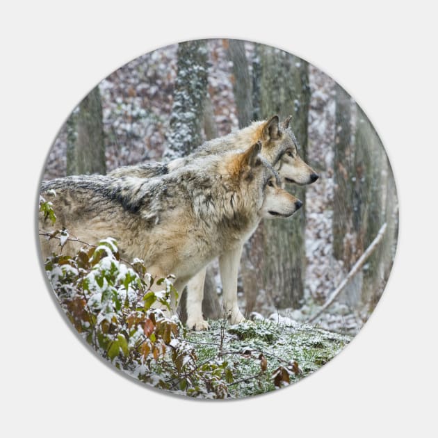 Timber Wolves In Snowstorm Pin by jaydee1400