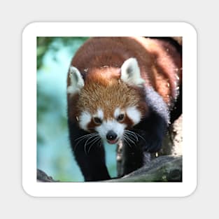 Red Panda 001 Magnet