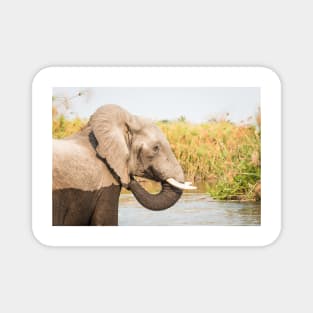 African Bush Elephant Feeding In River Magnet