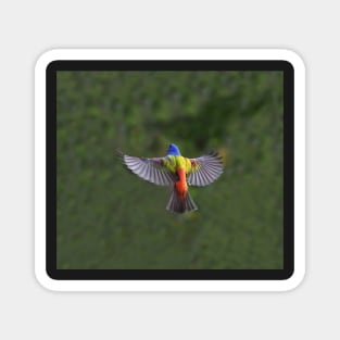 Painted Bunting Bird in Flight Magnet