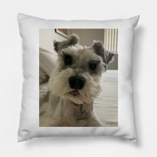 Silly Funny Schnauzer Pillow