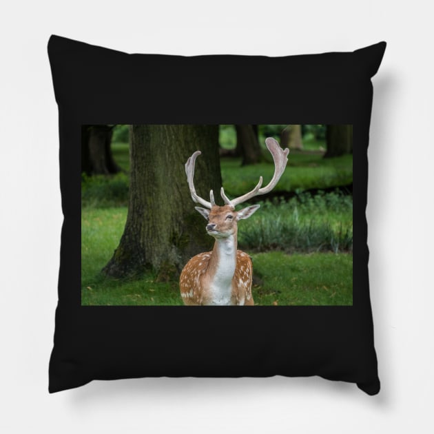 Fallow Deer Pillow by Russell102