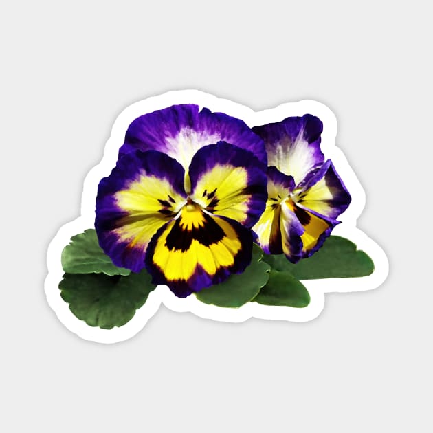 Yellow Purple and White Pansies Magnet by SusanSavad