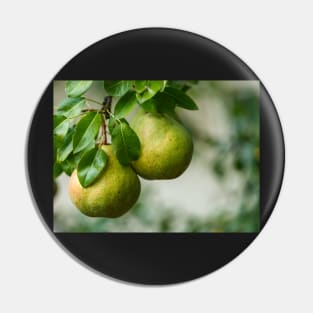 Ripe pears closeup Pin