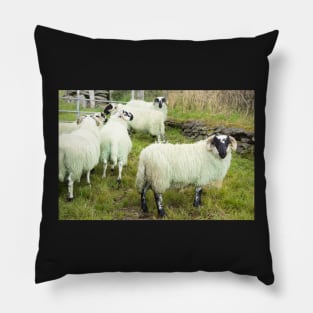 Mountain sheep. Pillow