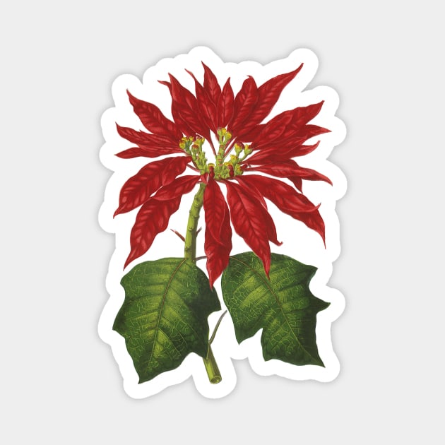 Vintage Christmas Poinsettia Plant Magnet by MasterpieceCafe