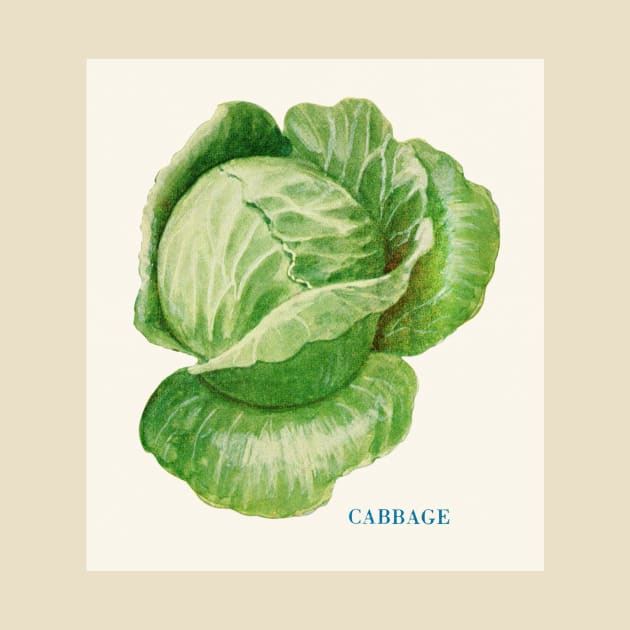 Illustration of Cabbage (1915) by WAITE-SMITH VINTAGE ART