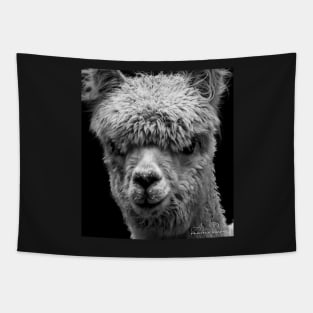 LLAMA Tapestry