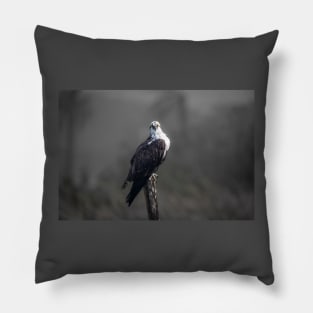 Bright Eyed Osprey Pillow