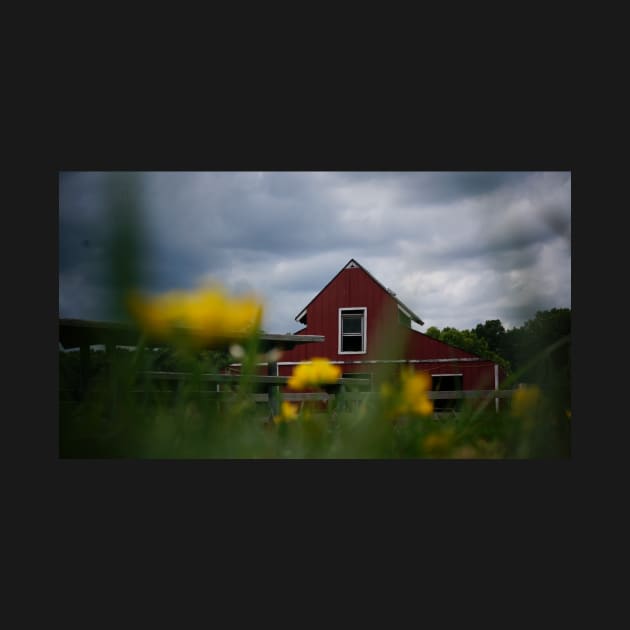 Red Barn Beyond Yellow Flowers by 1Redbublppasswo
