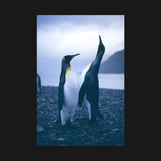 King Penguins by Bravuramedia