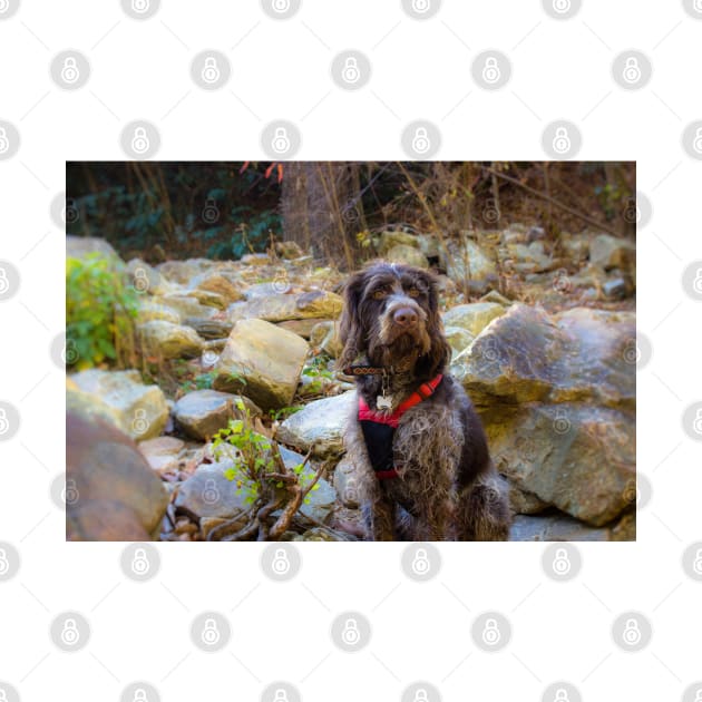 Monty Hiking Linville Gorge by Isla Creek Casuals