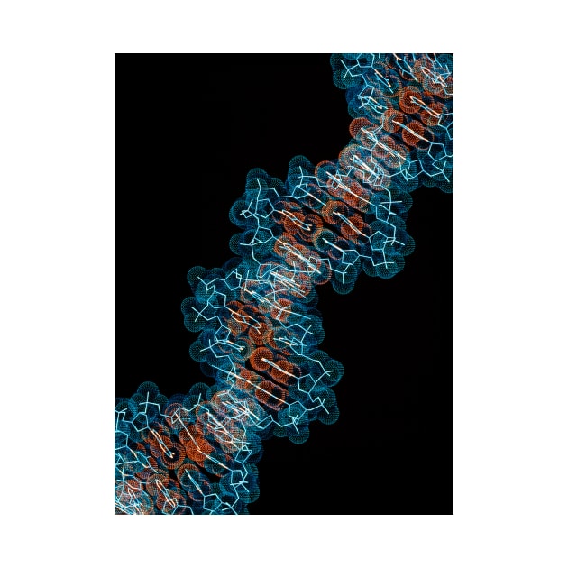 Computer artwork of a segment of beta DNA (G110/0486) by SciencePhoto