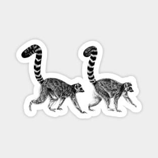 Pair of ring-tailed lemur monkeys Magnet