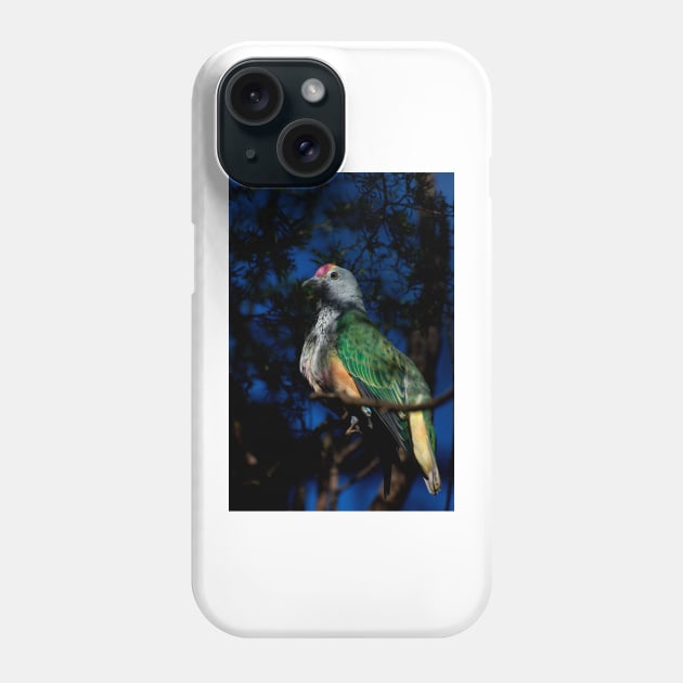 Rose Crowned Fruit Dove Phone Case by GP1746