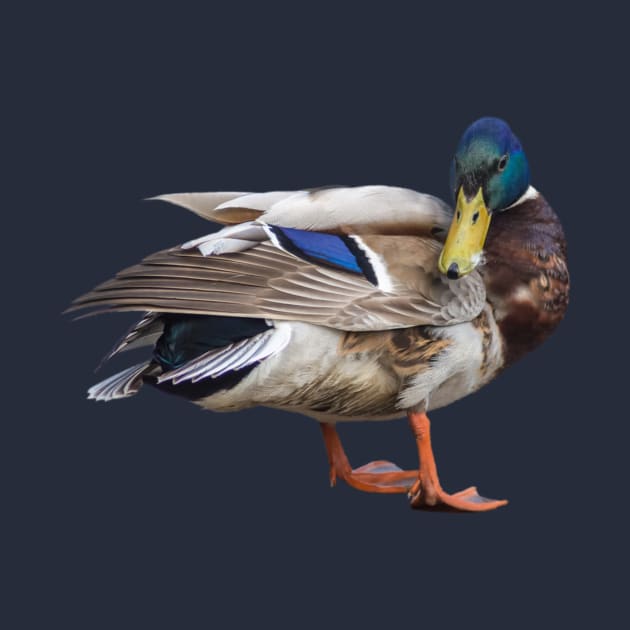 The Mallard or wild duck by Oneness Creations