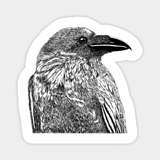 Raven Illustration Magnet