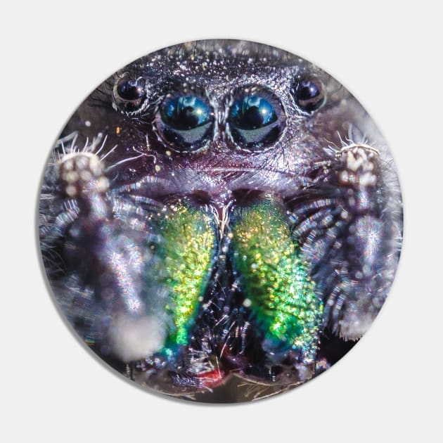 Little Hairy Face. Jumping Spider Macro Photograph Pin by love-fi