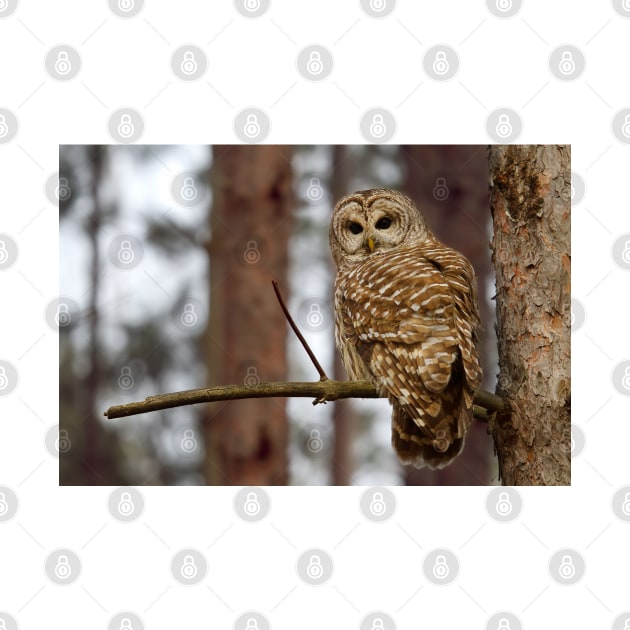 Barred Owl on a limb by Jim Cumming