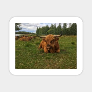 Scottish Highland Cattle Bulls 2037 Magnet