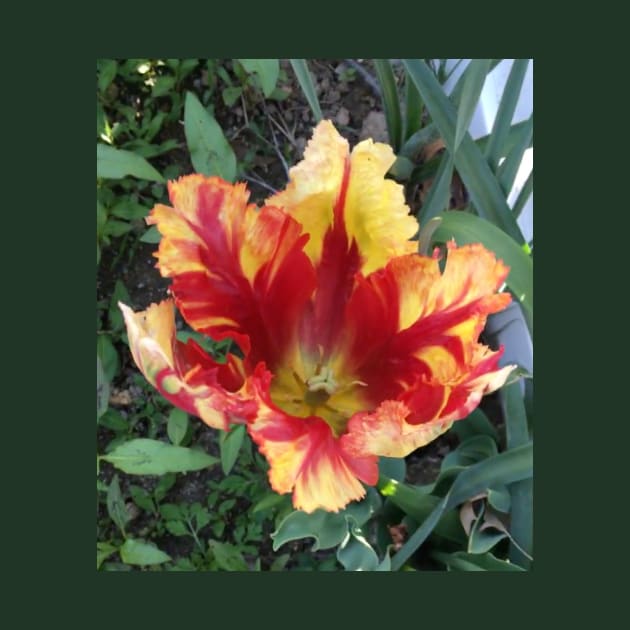 Flamboyant Parrot Tulip by Amanda1775