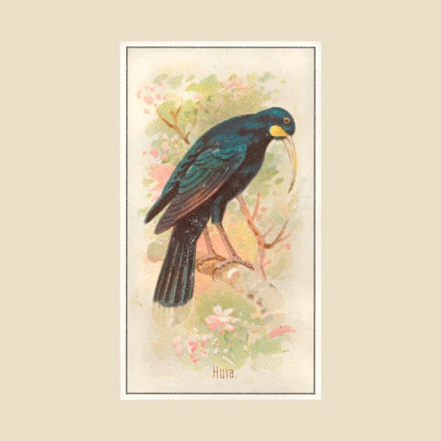 Huia by WAITE-SMITH VINTAGE ART