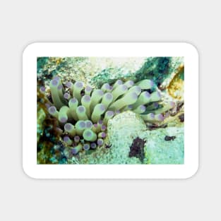 Purple Tipped Giant Sea Anemone and Cleaner Shrimp Magnet