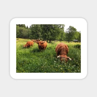 Scottish Highland Cattle Cows 2432 Magnet