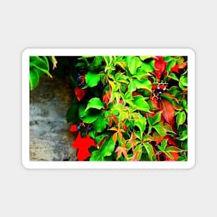 Virginia creeper with some fruits on the wall in autumn Magnet