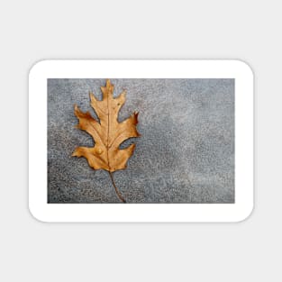 An Oak leaf Magnet