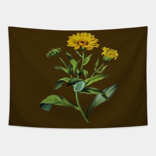 Calendula officinalis Botanical Art Vector Cut Out Tapestry