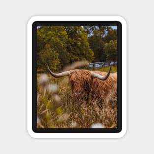 Scottish Highland Bull | Unique Beautiful Travelling Home Decor | Phone Cases Stickers Wall Prints | Scottish Travel Photographer  | ZOE DARGUE PHOTOGRAPHY | Glasgow Travel Photographer Magnet