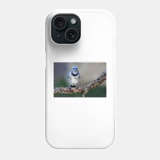 Blue Jay Phone Case