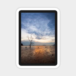 Lonely tree at muddy beach at sunset Magnet