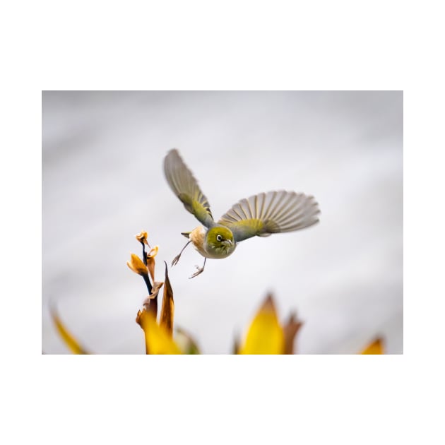 Waxeye in  flight above flowers just feeding on. by brians101