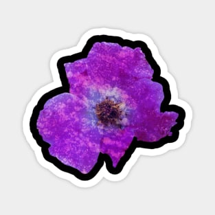 Purple rock flower Magnet