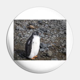 Gentoo penguin chick at Brown Bluff Pin