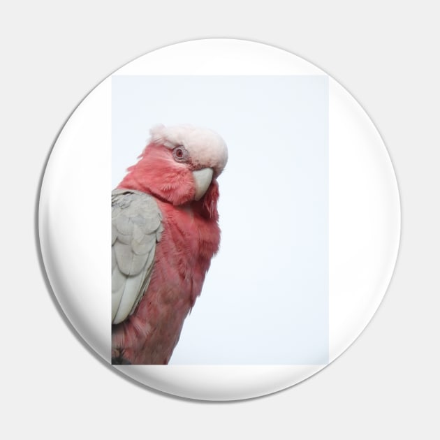 Galah Pin by kirstybush