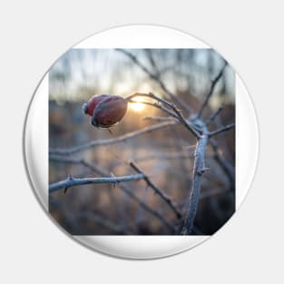 frosty rosehip on a branch Pin