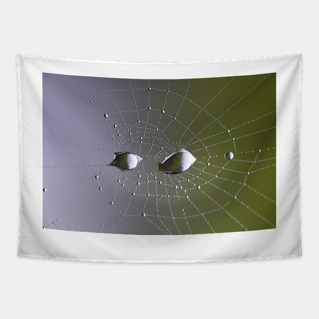 Spider web Tapestry by annalisa56