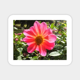 pink dahlia flower Magnet