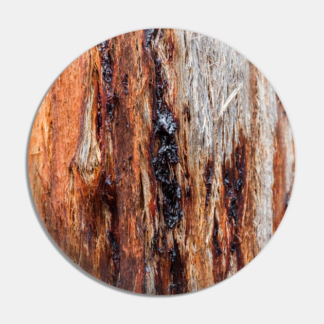 Vibrant Tree Oozing Sap From Trunk Pin by textural