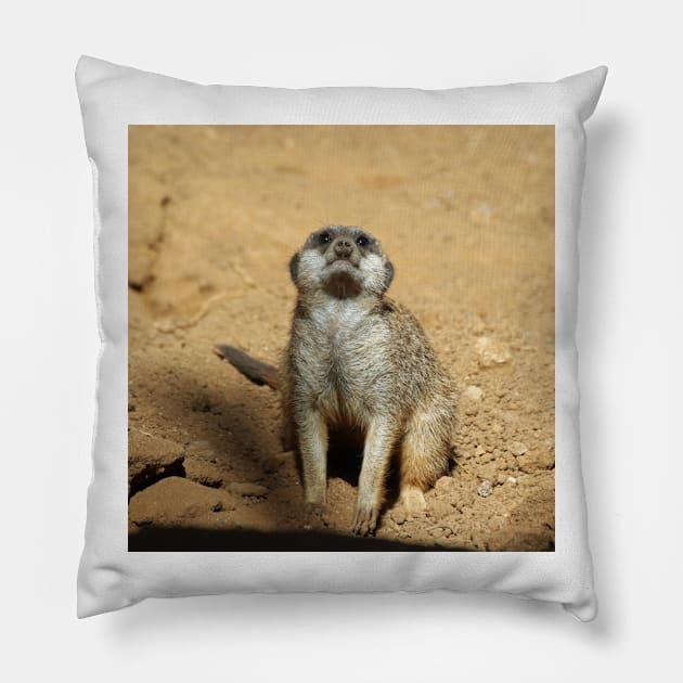 Meerkat 031 Pillow by JAMFoto