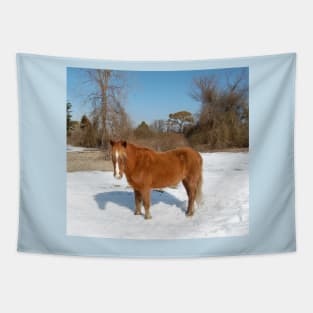 Wild horse, Assateague Island, wildlife, gifts Tapestry